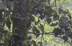 Chrysocolaptes guttacristatus