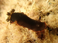 Dendrodoris arborescens