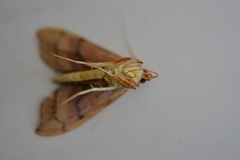 Anarmodia