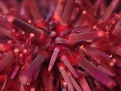 Mesocentrotus franciscanus