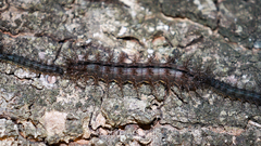 Saturniidae