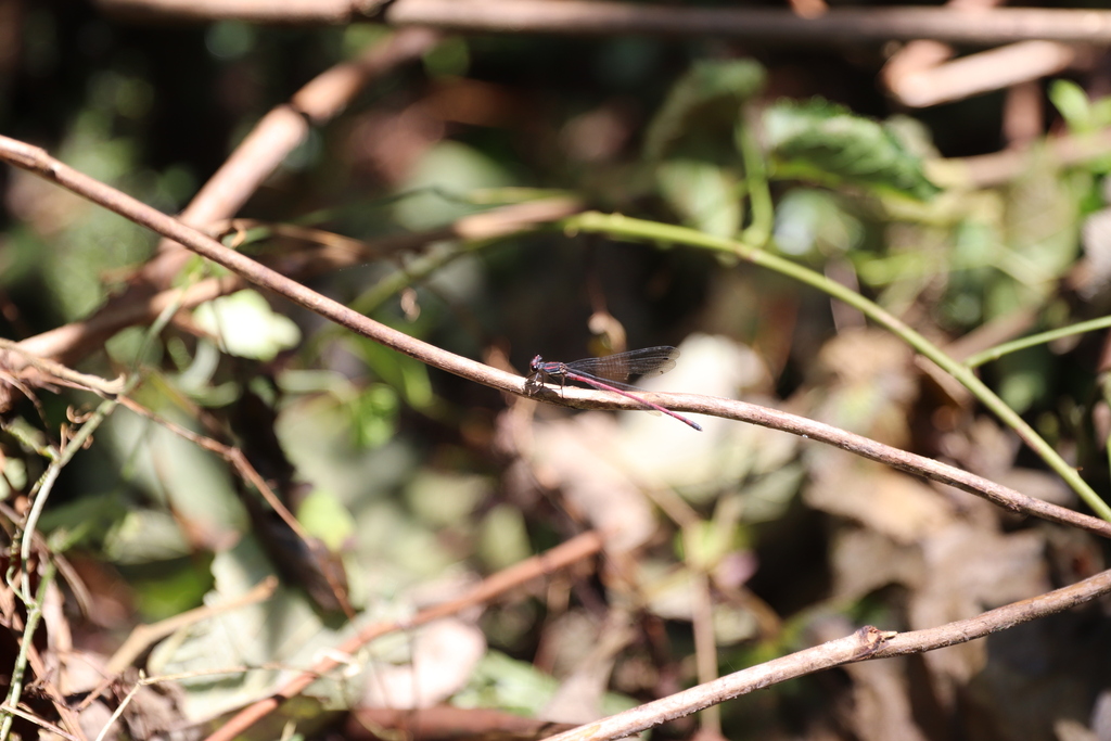 Calicnemia gulinensis