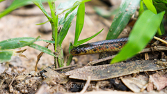 Atractus pantostictus