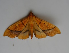 Anarmodia