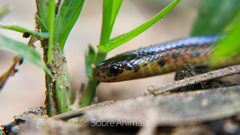 Atractus pantostictus