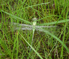 Ophiogomphus obscurus