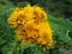 Berkheya umbellata
