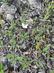 Dryas viscosa