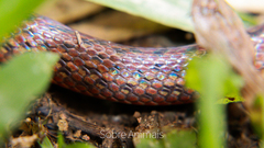 Atractus pantostictus