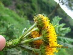 Berkheya umbellata