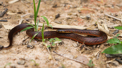 Atractus pantostictus