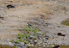 Motacilla cinerea