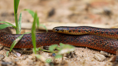 Atractus pantostictus