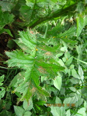 Berkheya umbellata