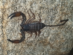 Hadogenes troglodytes