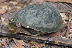 Cuora amboinensis kamaroma