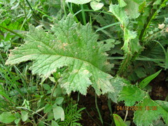 Berkheya umbellata