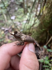 Anolis cuvieri
