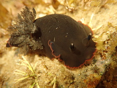Dendrodoris arborescens