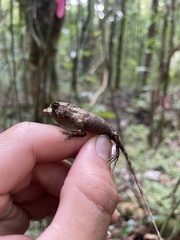 Anolis cuvieri
