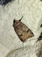 Cerastis faceta