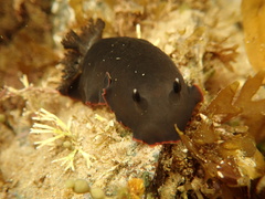 Dendrodoris arborescens