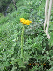 Berkheya umbellata