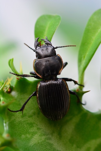 Pasimachus cardioderus