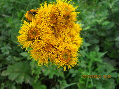 Berkheya umbellata