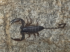 Hadogenes troglodytes