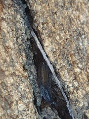 Hadogenes troglodytes