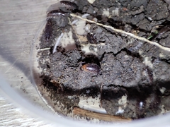 Chaetophiloscia hastata