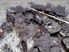 Chaetophiloscia hastata