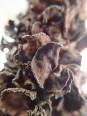 Tuckermanopsis sepincola