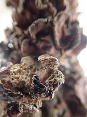 Tuckermanopsis sepincola