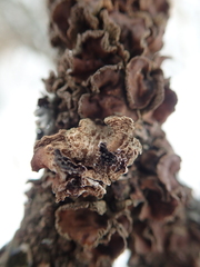 Tuckermanopsis sepincola