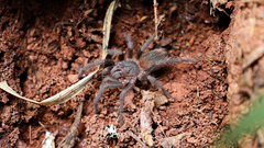 Lasiodora