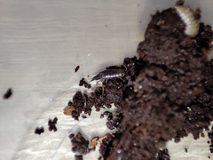 Chaetophiloscia hastata