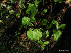 Trillium angustipetalum