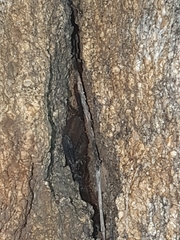 Hadogenes troglodytes