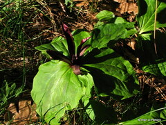 Trillium angustipetalum