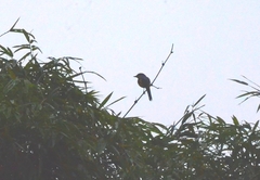 Pericrocotus cinnamomeus