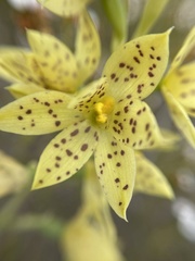 Thelymitra sargentii