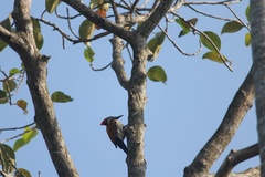 Dinopium benghalense