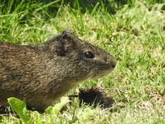 Cavia aperea