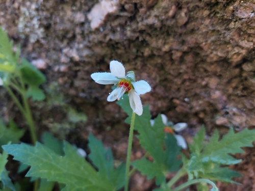 Blumenbachia hieronymi (Blumenbachia hieronymi)