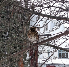 Turdus iliacus coburni