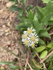 Aster baccharoides