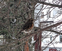 Turdus iliacus coburni