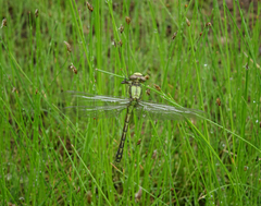 Ophiogomphus obscurus